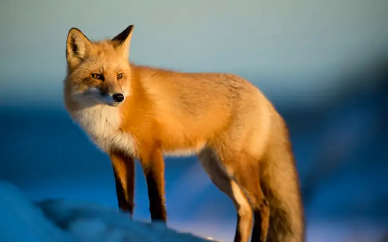 brown fox on snow field | Photo by Ray Hennessy, on https://unsplash.com/@rayhennessy?utm_source=CentralApp&utm_medium=referral