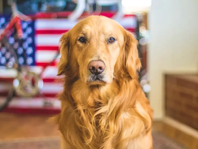 selective focus photography of golden Labrador retriever | Photo by Caleb Fisher, on https://unsplash.com/@calebjamesfisher?utm_source=CentralApp&utm_medium=referral